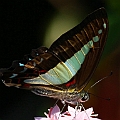 Graphium sarpedon (Blue Triangle) on Pentas<br />Canon 7D + EF400 F5.6L